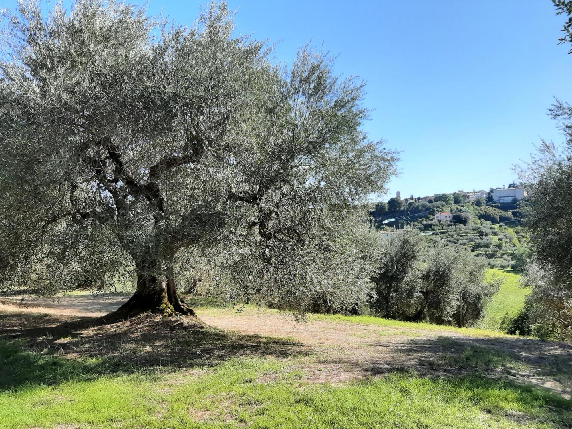 Montebello Degli Olivi Chiusi Exteriör bild